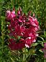 Phlox Tenor